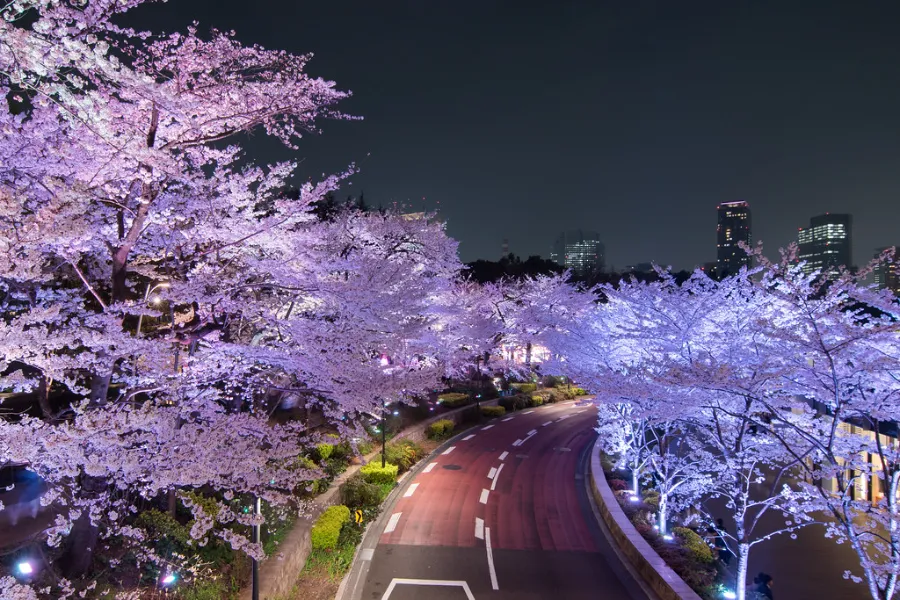 Roppongi Hills | Ngắm hoa anh đào ở Tokyo