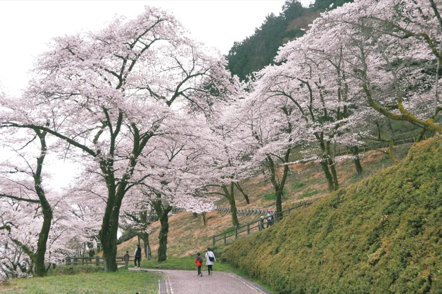 Top 15 địa điểm ngắm hoa anh đào ở Kanagawa Lâu đài Sagamihara | Ngắm hoa anh đào ở Kanagawa