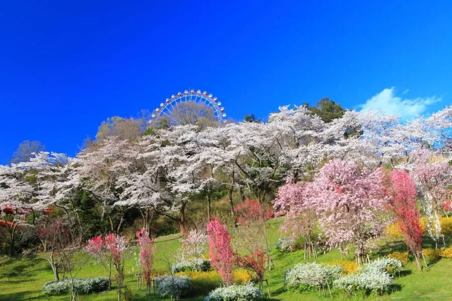 Top 15 địa điểm ngắm hoa anh đào ở Kanagawa Sagamiko Resort Pleasure Forest | Ngắm hoa anh đào ở Kanagawa