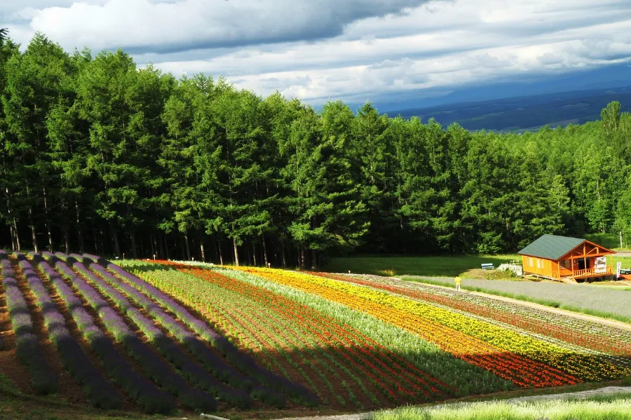 Khám phá 27 vườn hoa đẹp nhất Nhật Bản Saika no Sato | Vườn hoa đẹp nhất Nhật Bản