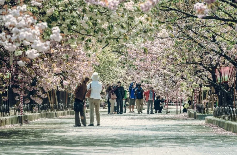Top 19 địa điểm ngắm hoa anh đào ở Osaka vào mùa xuân Con đường hoa Sakura no Torinuke | Ngắm hoa anh đào ở Osaka