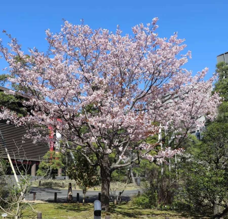 Tổng hợp các loại hoa anh đào Nhật Bản phổ biến nhất