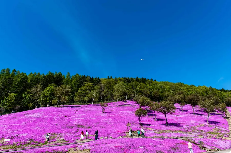 Top 13 địa điểm ngắm hoa anh đào ở Hokkaido Công viên Shibazakura Takinoue | Ngắm hoa anh đào ở Hokkaido