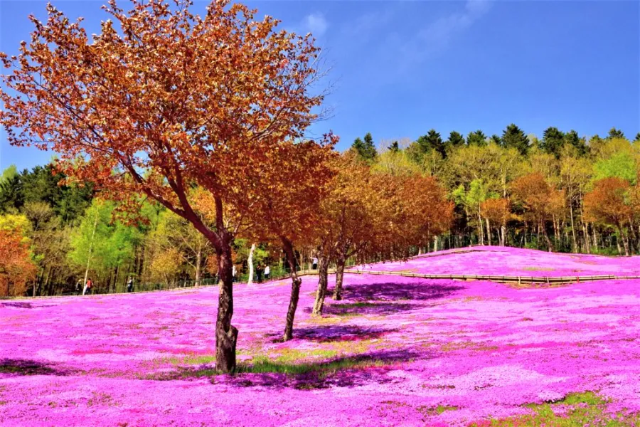 Top 13 địa điểm ngắm hoa anh đào ở Hokkaido Công viên Shibazakura Takinoue | Ngắm hoa anh đào ở Hokkaido