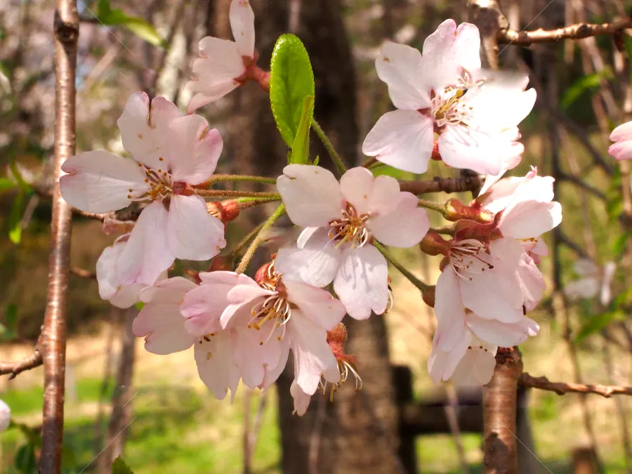 Shidare-somei-yoshino (枝垂染井吉野) | Các loại hoa anh đào Nhật Bản