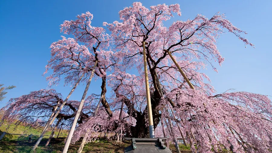 Nhóm hoa anh đào rủ (Shidarezakura)
