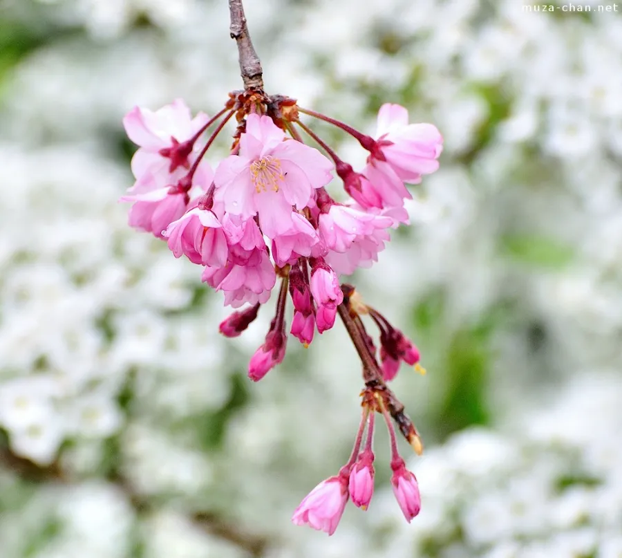 Nhóm hoa anh đào rủ (Shidarezakura)