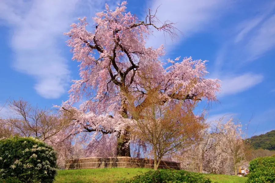 Hoa Anh Đào Nhật Bản - Biểu tượng Văn hóa và Vẻ Đẹp Tinh Khôi