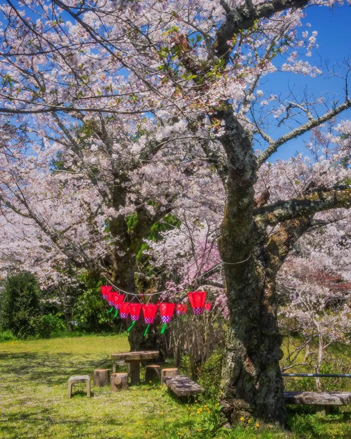 Top 15 địa điểm ngắm hoa anh đào ở Kanagawa Shigisan Chogosonshi-ji Temple | Ngắm hoa anh đào ở Kanagawa