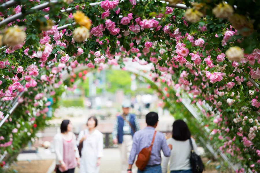 Vườn hoa hồng công viên Shikishima | Hoa hồng Nhật Bản