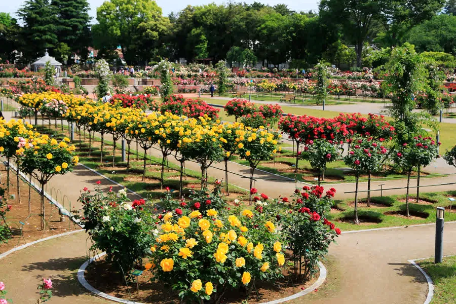 Vườn hoa hồng công viên Shikishima | Hoa hồng Nhật Bản