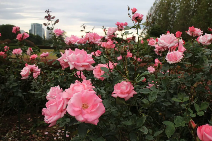 Shinjuku Gyoen Rose Garden | Hoa hồng Nhật Bản