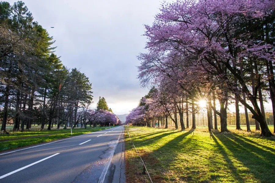 Top 13 địa điểm ngắm hoa anh đào ở Hokkaido Shiranuka Nijukken Road | Ngắm hoa anh đào ở Hokkaido