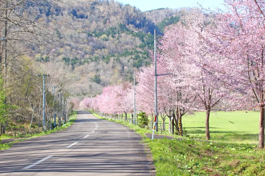Top 13 địa điểm ngắm hoa anh đào ở Hokkaido Shiranuka Nijukken Road | Ngắm hoa anh đào ở Hokkaido