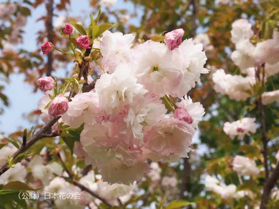 Shogetsu (松月) | Các loại hoa anh đào Nhật Bản