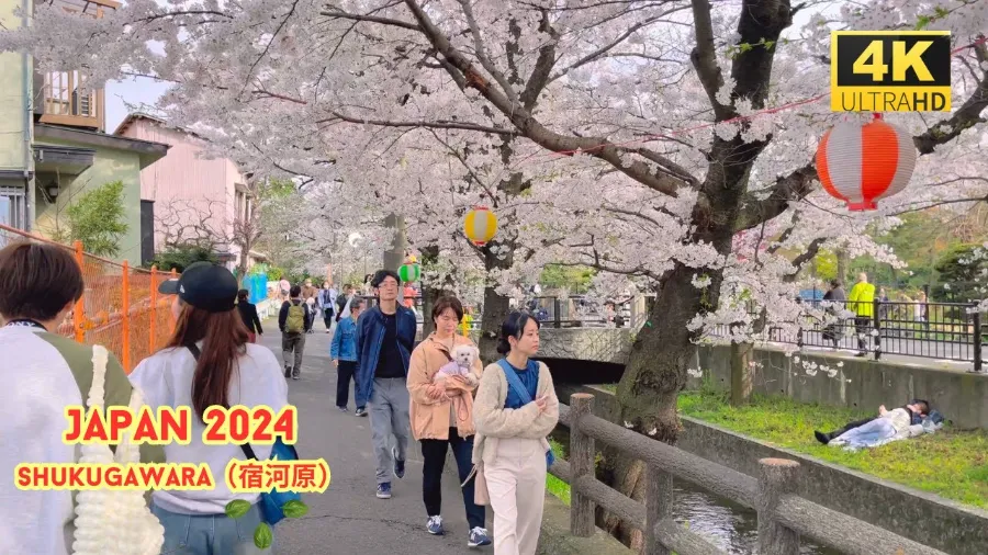 Top 15 địa điểm ngắm hoa anh đào ở Kanagawa Công viên Shukugawara | Ngắm hoa anh đào ở Kanagawa