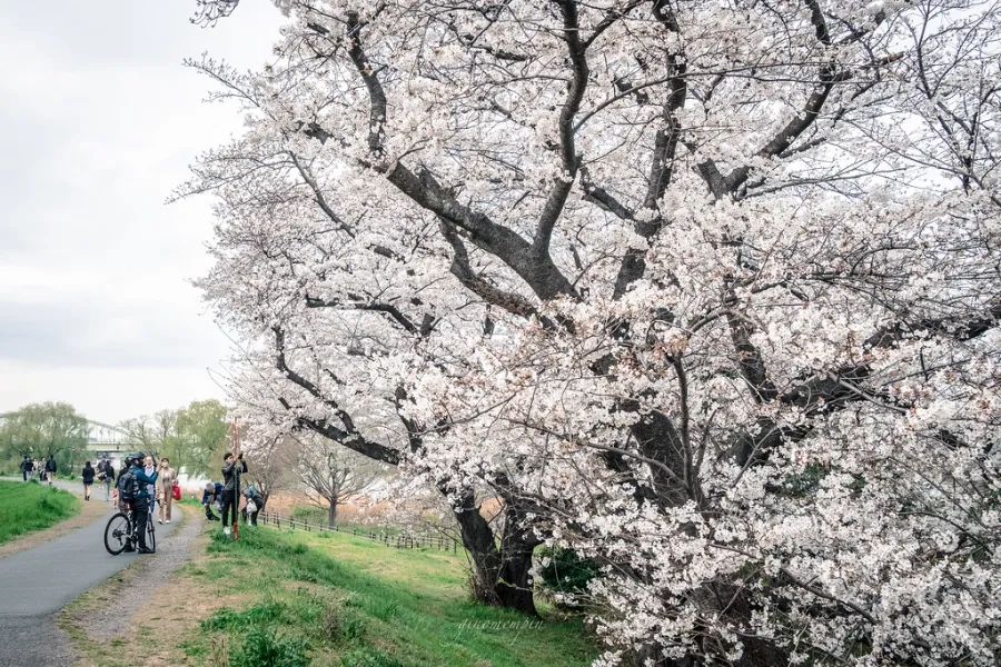 Top 15 địa điểm ngắm hoa anh đào ở Kanagawa Công viên Shukugawara | Ngắm hoa anh đào ở Kanagawa