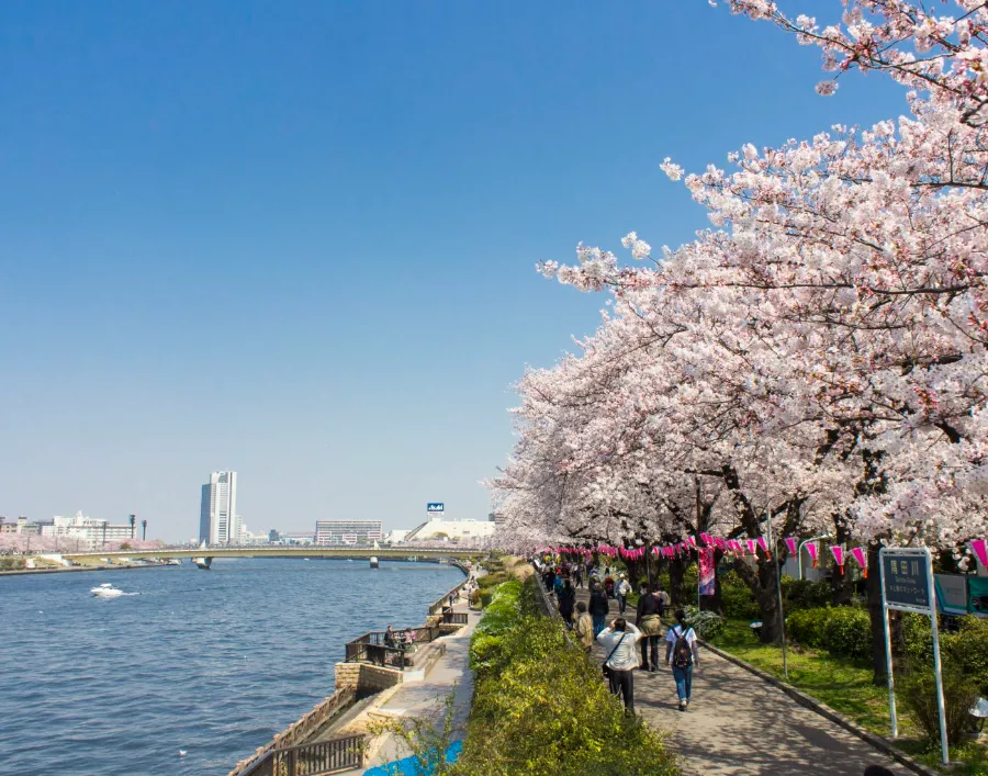 Công viên Sumida (Sumida Koen) | Ngắm hoa anh đào ở Tokyo