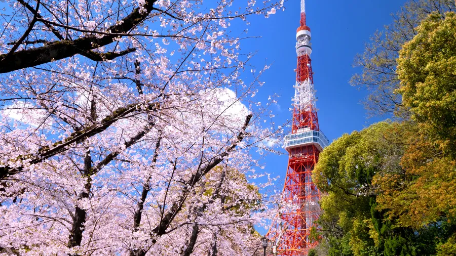 Tháp Tokyo (Tokyo Tower) | Ngắm hoa anh đào ở Tokyo