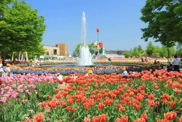 Hoa Tulip Nhật Bản (Churippu): Sắc Màu Tươi Mới Báo Hiệu Mùa Xuân Rực Rỡ Tonami Tulip | Vườn hoa đẹp nhất Nhật Bản