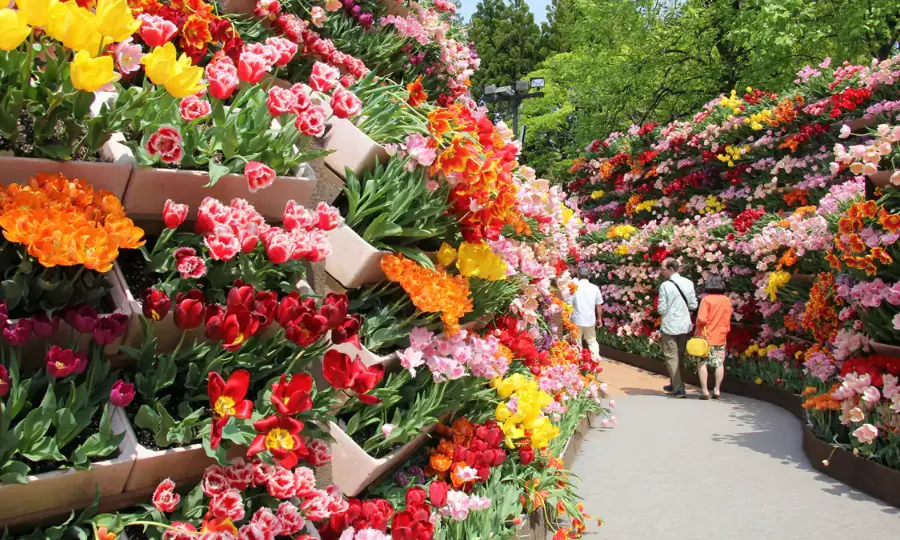 Khám phá 27 vườn hoa đẹp nhất Nhật Bản Tonami Tulip | Vườn hoa đẹp nhất Nhật Bản