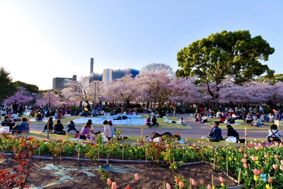 Công viên Tsuruma | Địa điểm ngắm hoa anh đào ở Okazaki