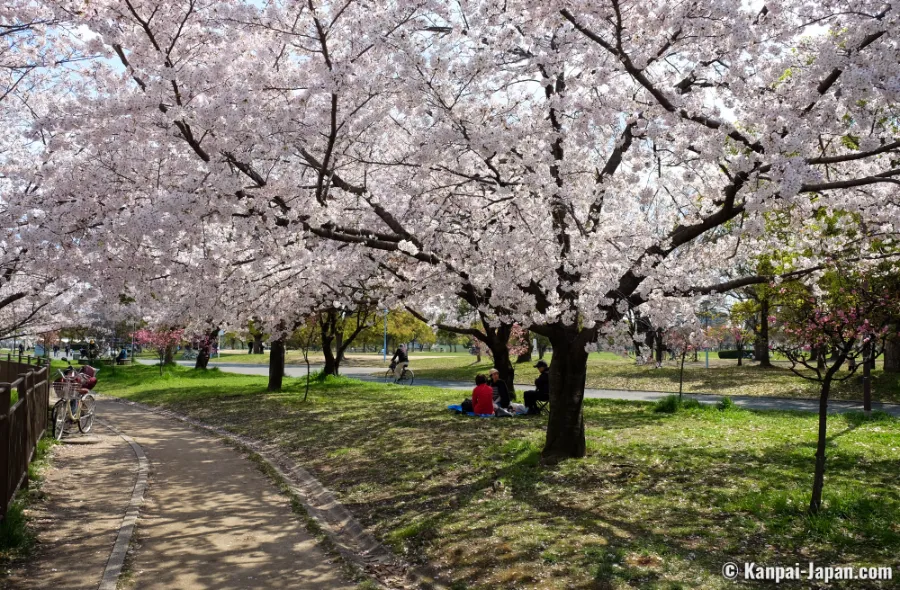 Top 19 địa điểm ngắm hoa anh đào ở Osaka vào mùa xuân Công viên Tsurumi Ryokuchi | Ngắm hoa anh đào ở Osaka
