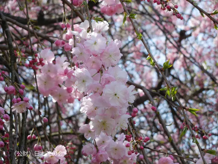 Ujou-shidare (雨情枝垂) | Các loại hoa anh đào Nhật Bản