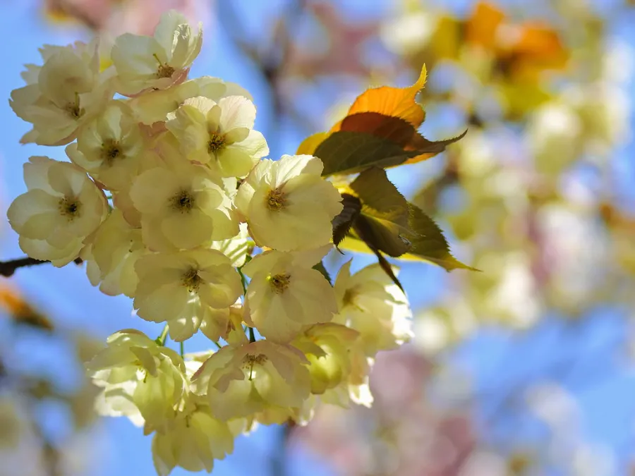 Ukon (鬱金) | Các loại hoa anh đào Nhật Bản