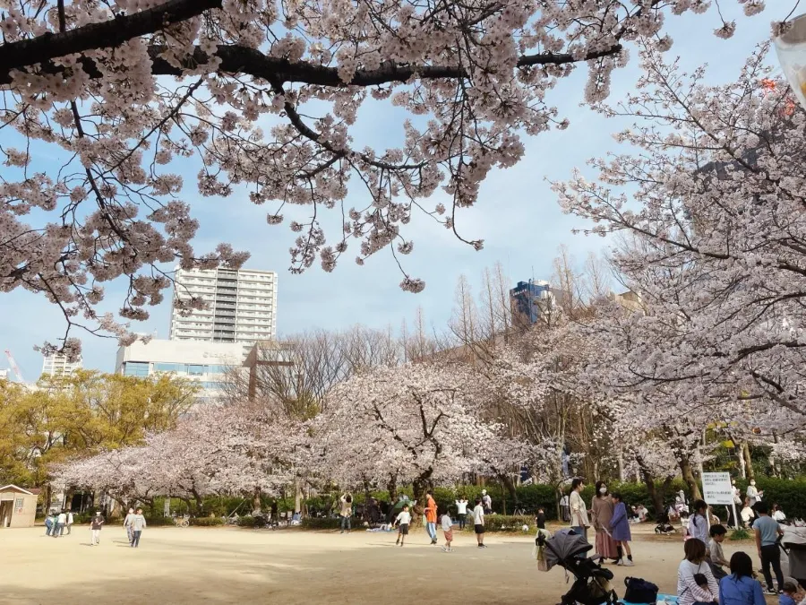 Top 19 địa điểm ngắm hoa anh đào ở Osaka vào mùa xuân Công viên Utsubo | Ngắm hoa anh đào ở Osaka