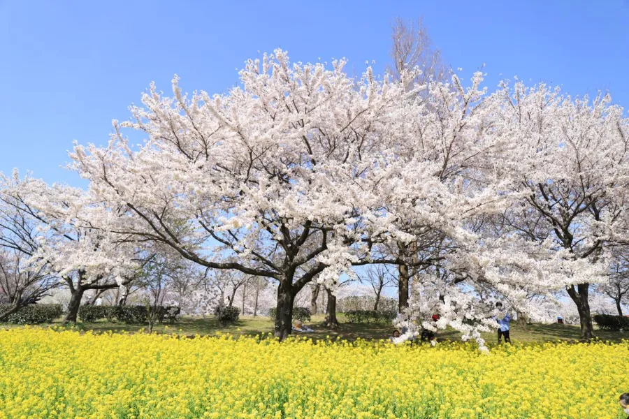 Uwasekigata Park: Góc thiên nhiên thanh bình giữa lòng Niigata Uwasekigata Park: Góc thiên nhiên thanh bình giữa lòng Niigata