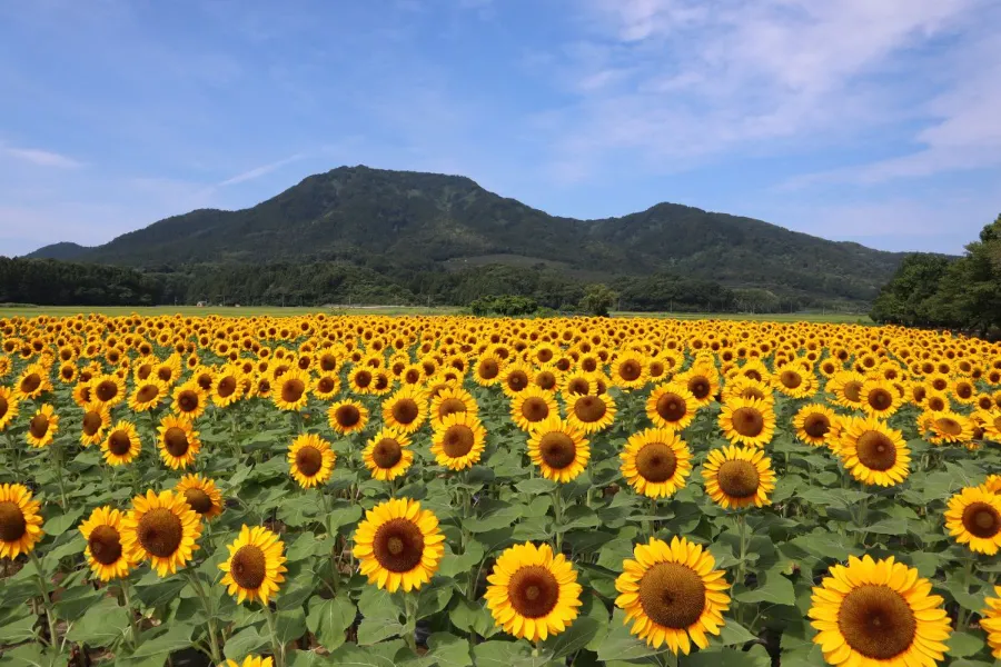 Uwasekigata Park: Góc thiên nhiên thanh bình giữa lòng Niigata Uwasekigata Park: Góc thiên nhiên thanh bình giữa lòng Niigata