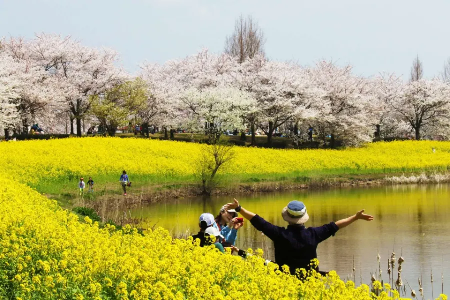 Uwasekigata Park: Góc thiên nhiên thanh bình giữa lòng Niigata Uwasekigata Park: Góc thiên nhiên thanh bình giữa lòng Niigata