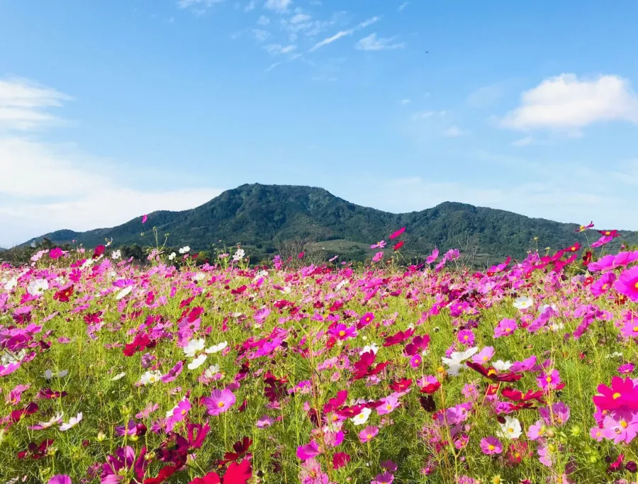 Uwasekigata Park: Góc thiên nhiên thanh bình giữa lòng Niigata Uwasekigata Park: Góc thiên nhiên thanh bình giữa lòng Niigata