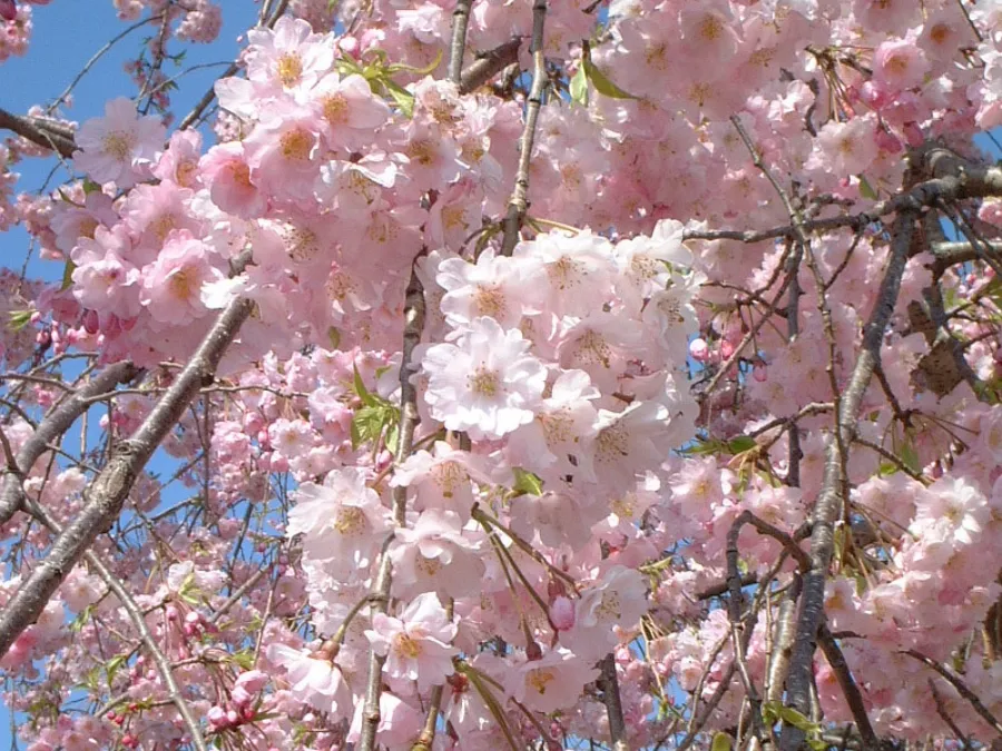 Yae-beni-shidare (八重紅枝垂) | Các loại hoa anh đào Nhật Bản