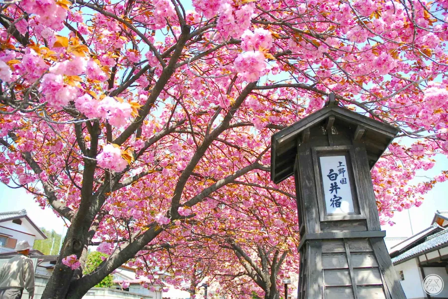 Nhóm hoa anh đào nhiều cánh (Yaezakura)