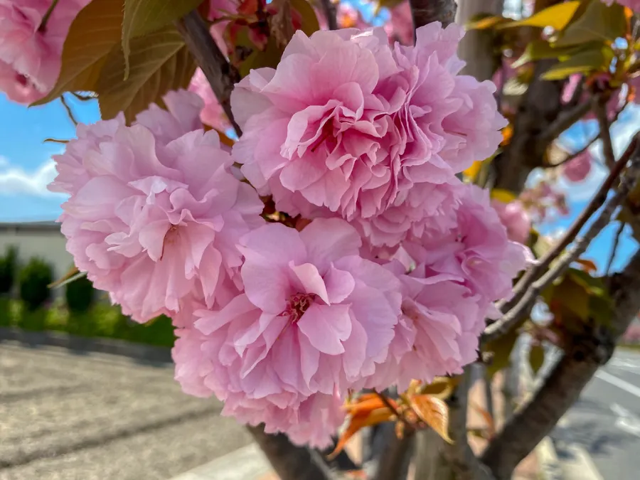 Nhóm hoa anh đào nhiều cánh (Yaezakura)