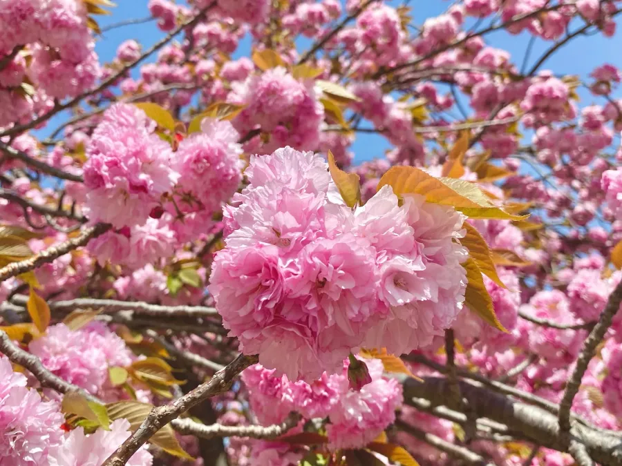 Hoa Anh Đào Nhật Bản - Biểu tượng Văn hóa và Vẻ Đẹp Tinh Khôi