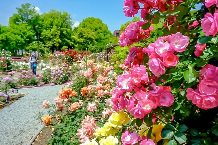 Làng hoa Yamanashi | Hoa hồng Nhật Bản