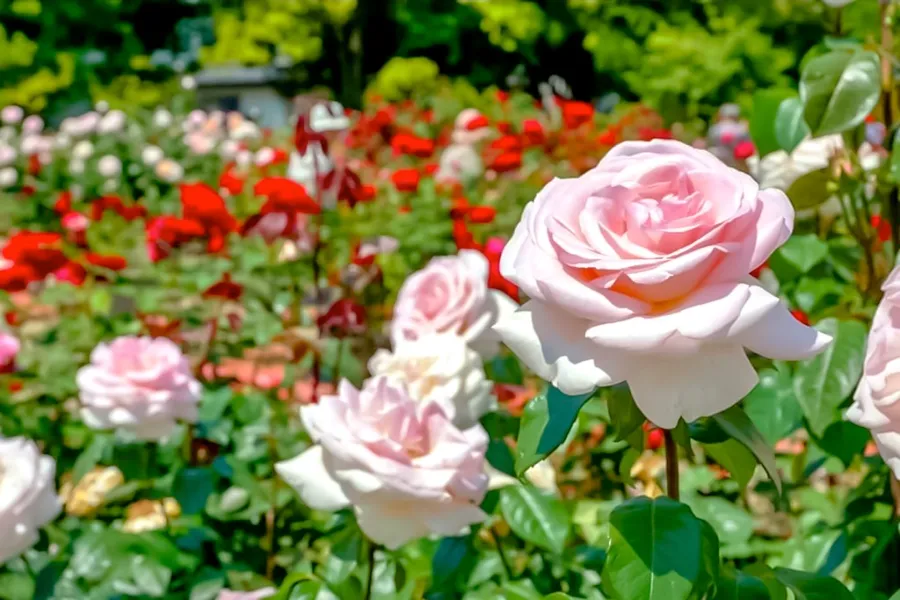 Làng hoa Yamanashi | Hoa hồng Nhật Bản