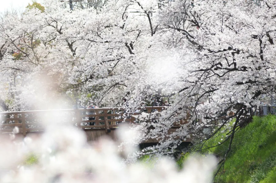 sông Yamazaki | Địa điểm ngắm hoa anh đào ở Okazaki