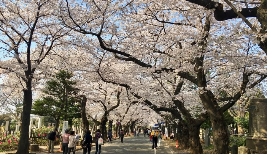 Khu phố Yanaka | Ngắm hoa anh đào ở Tokyo