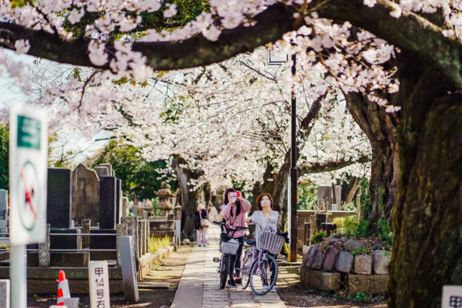 Khu phố Yanaka | Ngắm hoa anh đào ở Tokyo