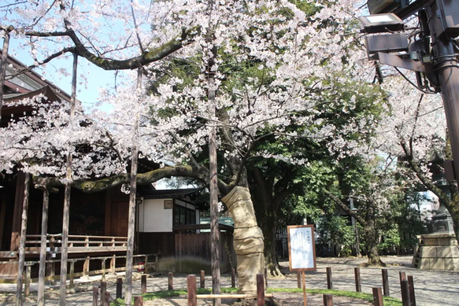 Đền Yasukuni | Ngắm hoa anh đào ở Tokyo