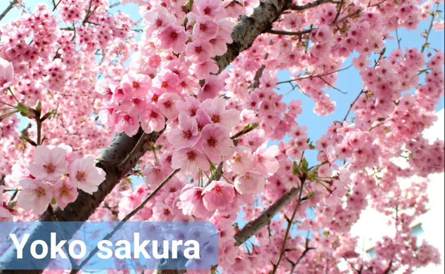 Yoko (陽光) | Các loại hoa anh đào Nhật Bản