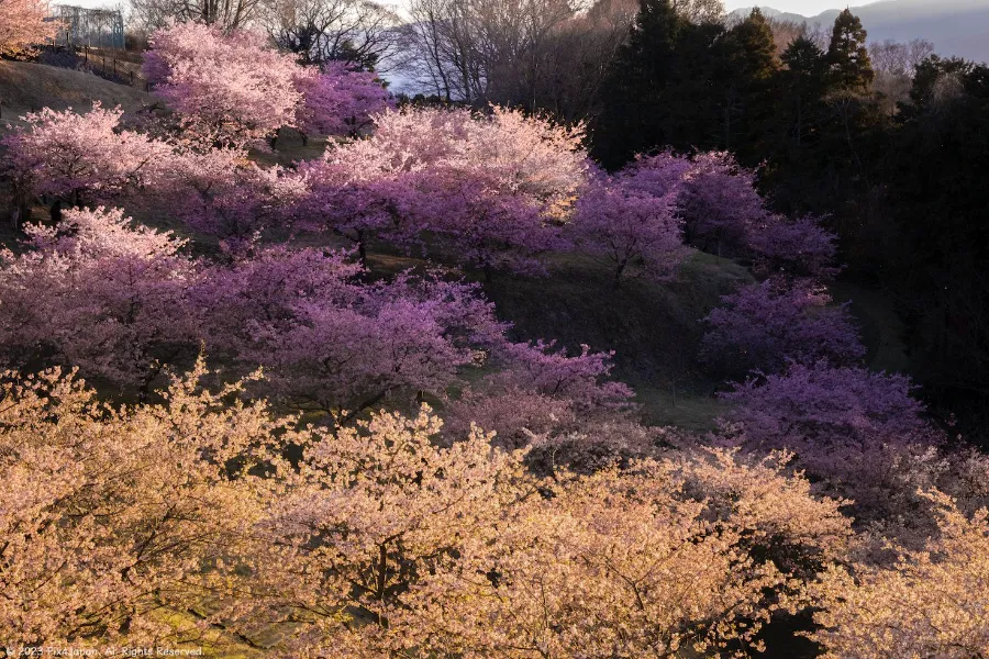 Đền Yume no Sato | Địa điểm ngắm hoa anh đào ở Okazaki
