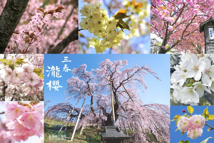 Các loại hoa anh đào Nhật Bản phổ biến nhất