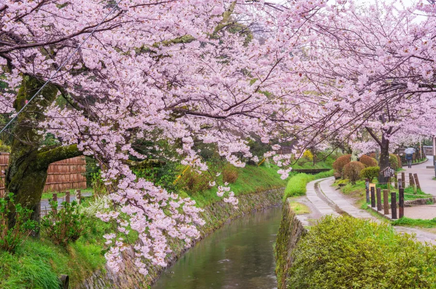 Con đường Triết gia (Kyoto) | Vườn hoa anh đào Nhật Bản