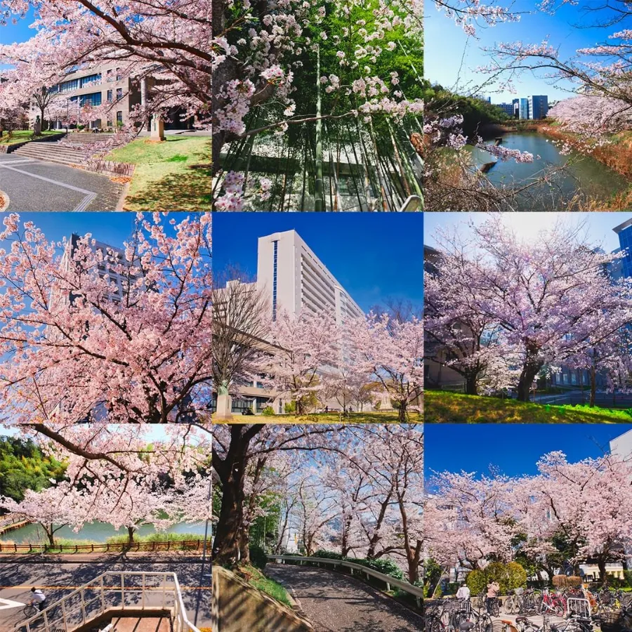 Top 19 địa điểm ngắm hoa anh đào ở Osaka vào mùa xuân Đại học Osaka | Ngắm hoa anh đào ở Osaka
