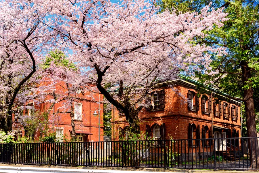 Đại học Tokyo (Todai) | Ngắm hoa anh đào ở Tokyo